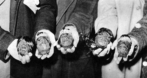 luciferlaughs: A tribe holding the shrunken heads of their enemies. The process of shrinking heads were part of important rituals and was originally created for religious purposes by the tribes in the northwestern region of the Amazon rain forest. It