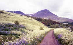 watermartini:  field of caraway and lupines