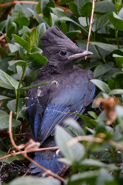 lookatthisbabybird: monstra-somnia:It’s a… Bird! by Jeffrey Sullivan on Flickr.Steller’s Jay