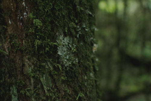 photographybywiebke: Old trees in the native bush