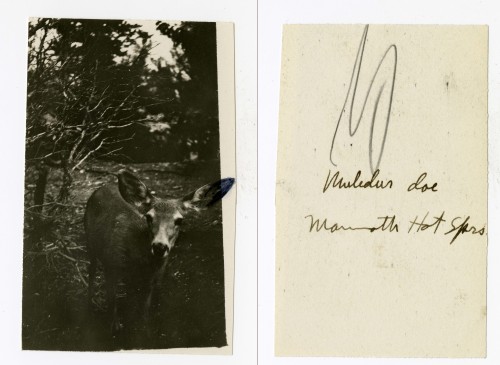 Yellowstone National Park, Wyoming, Date Unknown