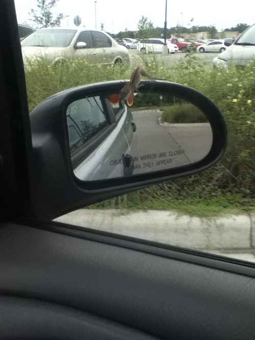 fuzzylobsterface:  durbikins:  For the past two days, this little dinosaur has been