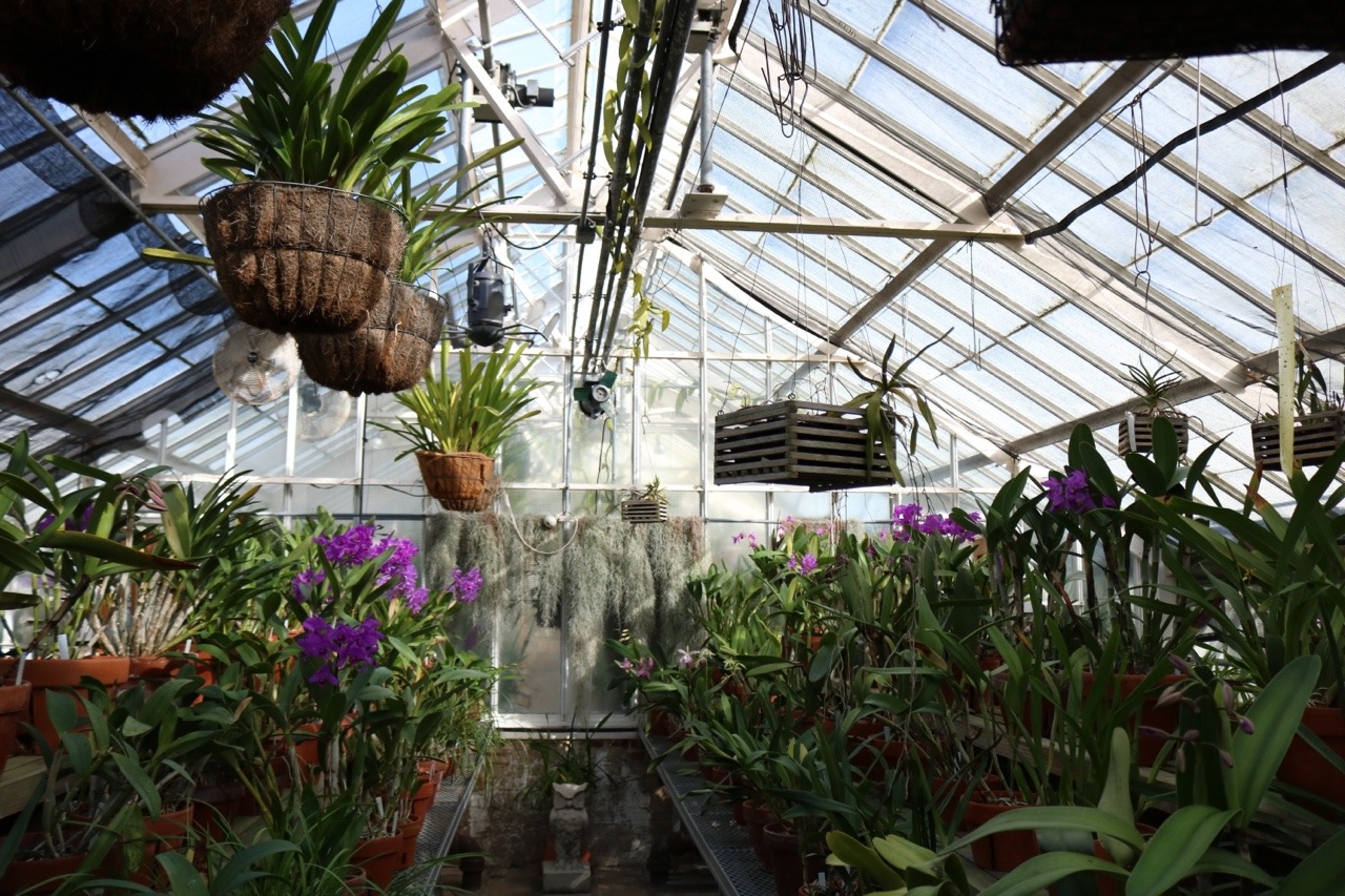 The Greenhouses Collection — Planting Fields Arboretum Ny