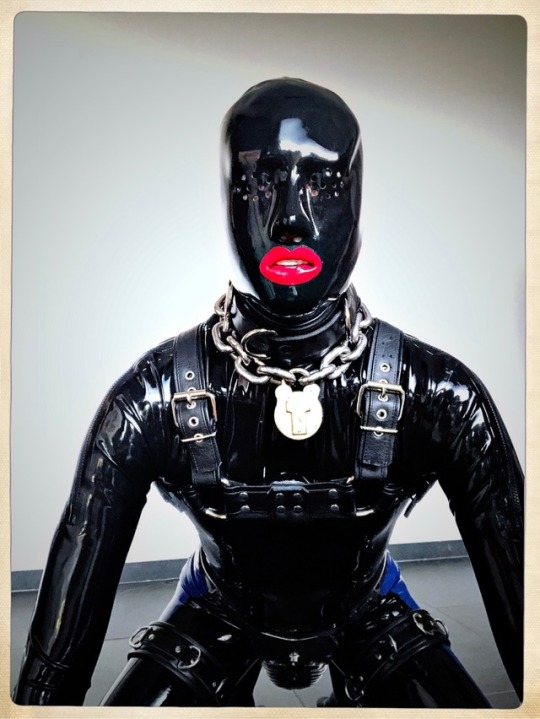 Porn pup-sky:   This pup got gimped all the way! photos