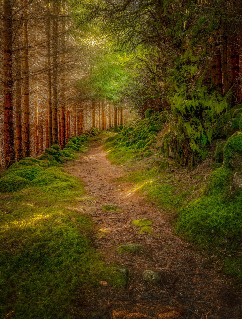 Into the forrest~ by Bjørn Peder Bjørkeland