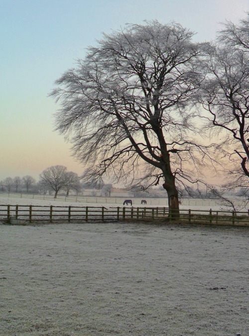 vwcampervan-aldridge:Sunrise through Frosty trees, Shrubbery Farm, Aldridge, Walsall, EnglandAll Ori