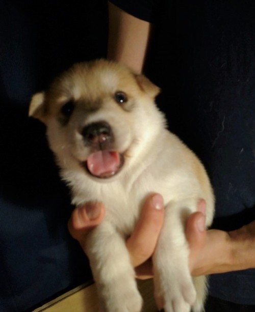 justslowdown: The Pride Litter is 3 weeks old today! Top to bottom: Scarlet, Cyan, Onyx, Saffron, Mi