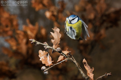 Blue Tit (Cyanistes caeruleus) &gt;&gt;by Zoltan Gyori