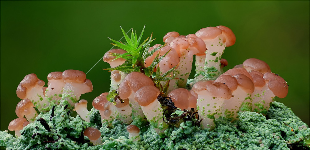 wapiti3: LICHENS vor dem Harz photos 