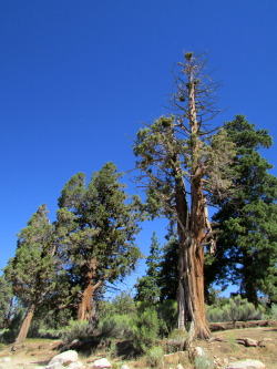 letsbeforestfriends:  Big Bear Lake, California. Original