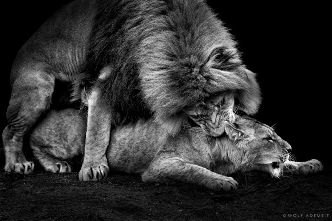 eyeswideopen2u:  When our sexual desires take over we become the wild beast we fear.