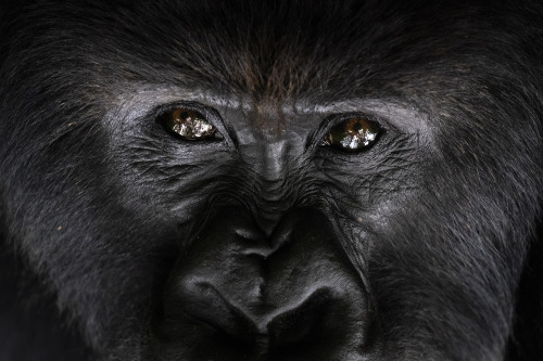 Photos: Saving endangered mountain gorillas in RwandaDeep in the rainforest of Volcanoes National Pa