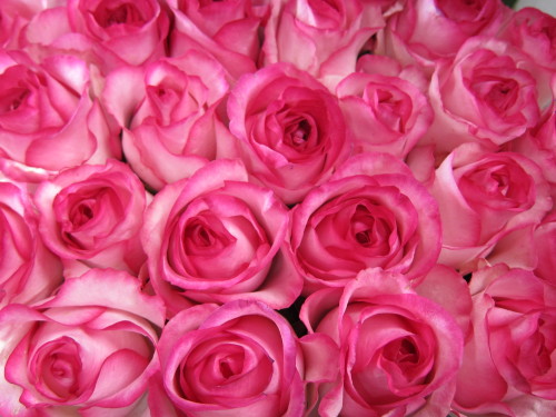 pink rose