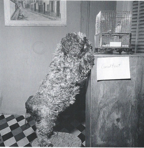 lesbianartandartists:  Molly Malone Cook, Back in New York, M.’s dog Pooh and the parakeet Sean, consulting, 1959