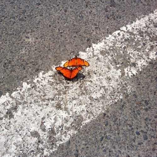 Iba caminando y vi a dos mariposas volar misteriosamente una cerca de la otra. Una parecía pe