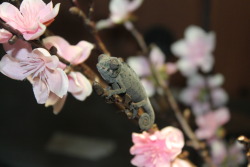 The cherry blossoms are blooming and a tiny