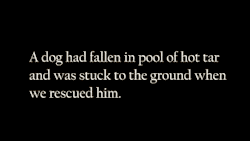 gifsboom:  He had fallen into a pool of hot