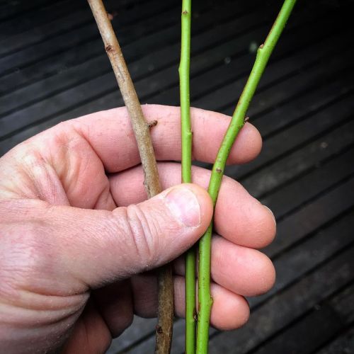 #Grafting scions of an unusual late-fruiting #cherryplum tree #found in the #forest onto seedling ch