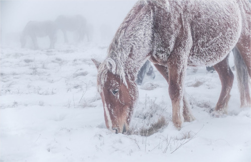 beautifulklicks - Snow HorsesMikhail Gaponov Russia (...