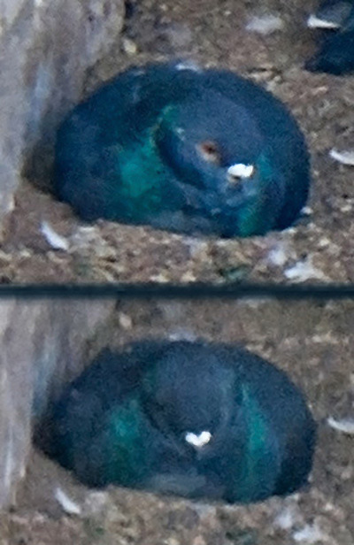 May 12 2011. A zoo in Zaporizhia city. Loafiest loaf in the flock.