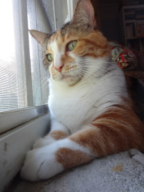 dixieandherbabies: Dixie and her babies. I’m doing a little bird watching on this beautiful Mo