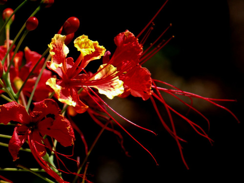Jungle flower (framboyán), México. by purolipanVia Flickr:En la Reserva de Calakmul, Campeche, Mexic