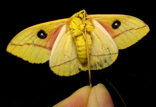 onenicebugperday: onenicebugperday: Io Moth, Automeris io by Anita Gould The above photos are of a m