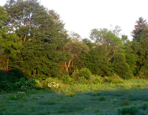 Another meadow from the other day with elderberry in bloom.