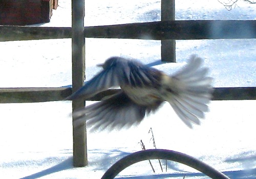 We had bluebirds on the suet, right here in town this afternoon! :-) They must be having trouble fin