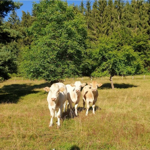 I JUST Remembered About These Cows And I Think You'll Like 'em!!!