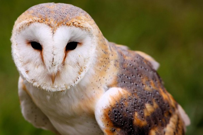 Conserving Barn Owls in the Garden State « Conserve Wildlife Foundation of New Jersey)