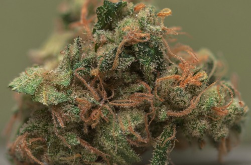 darthweeder420:Strawberry Kush