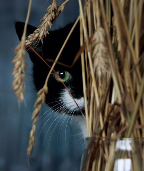 cutencats:  PEEK-A-BOO     @cutencats 