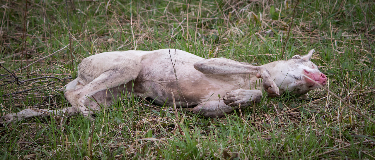 kangals: albino doberman from the park today - beautiful dog. enjoyed rolling in