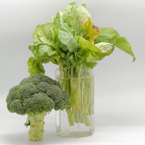 bacteriia:  Broccoli