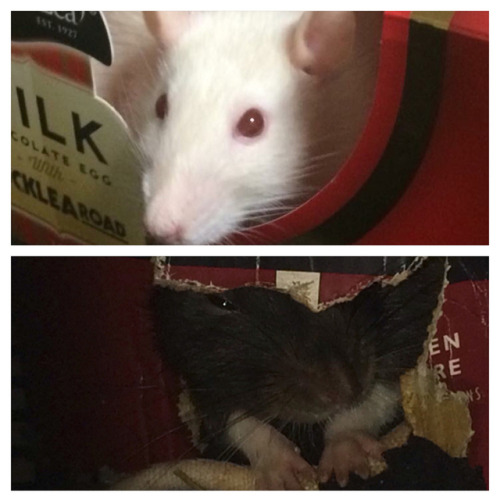 It doesn’t matter if you’re black or white! Petal and Pimple thinking inside the box #ratsofinstagr