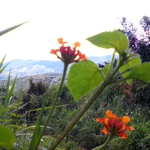 <p>#countryside #capture #google #flowerslovers #flowers #images #Dabin #photos</p>