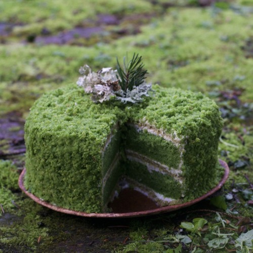 vespertineflora:fairy-humor:moss cake moss cake moss cake m o s s  c a k e[ID: to photos of a cake w