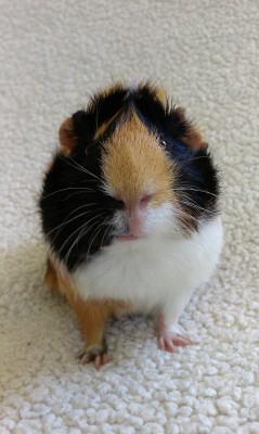 Piggypiggies:  Sybil X 