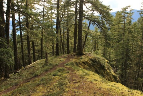 burningmine:Mount Rose, February 2019