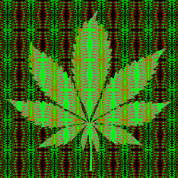pineconeherb:  Marijuana leave 