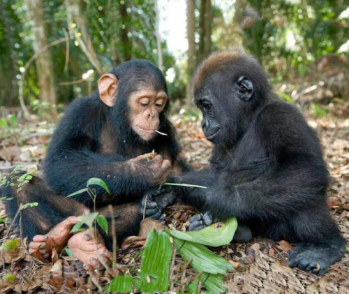 everythingfox:“A baby chimpanzee and his best friend the baby gorilla.”(Source)