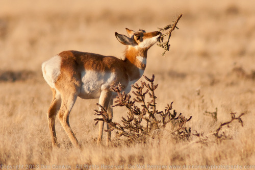 Pronghorn (Antilocapra americana)