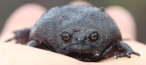 frogs-are-awesome:vermilionthorn:This rainfrog’s had enough of your bullshit.SourceBlack rain frog (