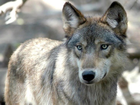Porn wolveswolves:  Why killing wolves might not photos