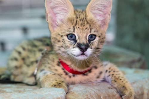 Meet Baku and Cleo!As adults, Africa’s Serval cats are one of the world’s most successfu