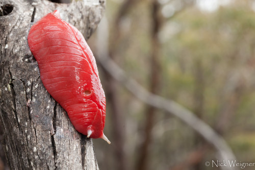 animalids:Kaputar slug (Triboniophorus sp. nov. ‘Kaputar’)Photo by n.weigner