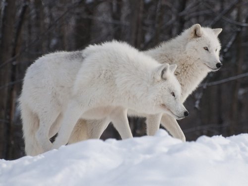 arctic wolf