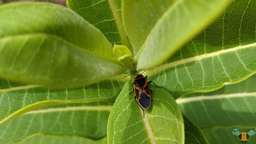 Small Milkweed Bug - Lygaeus kalmiiWith Tuesday’s insect still fresh on our minds (Happy Valen