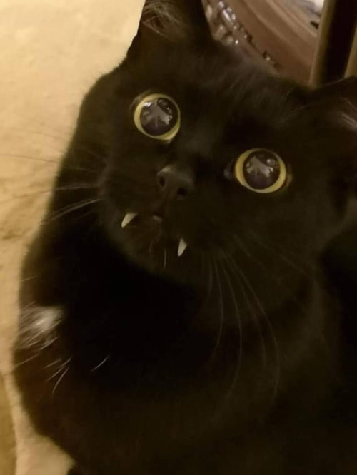 Vampire cat